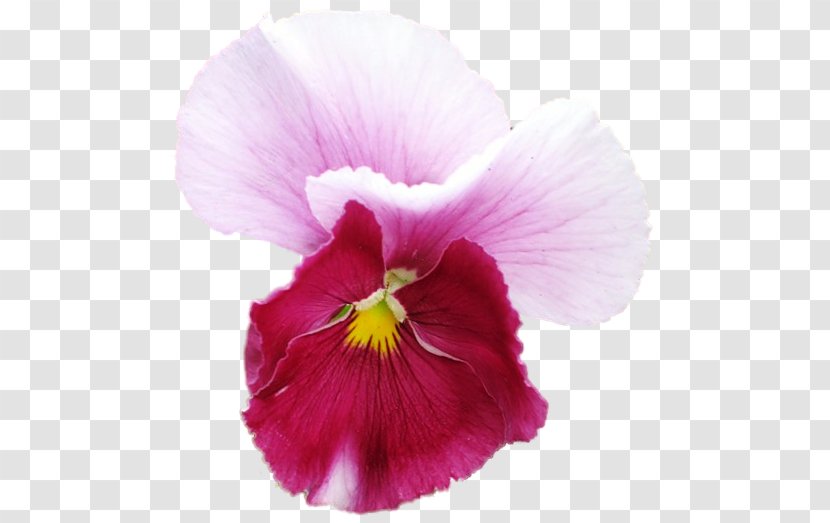 Pansy Annual Plant Close-up - Viola Transparent PNG