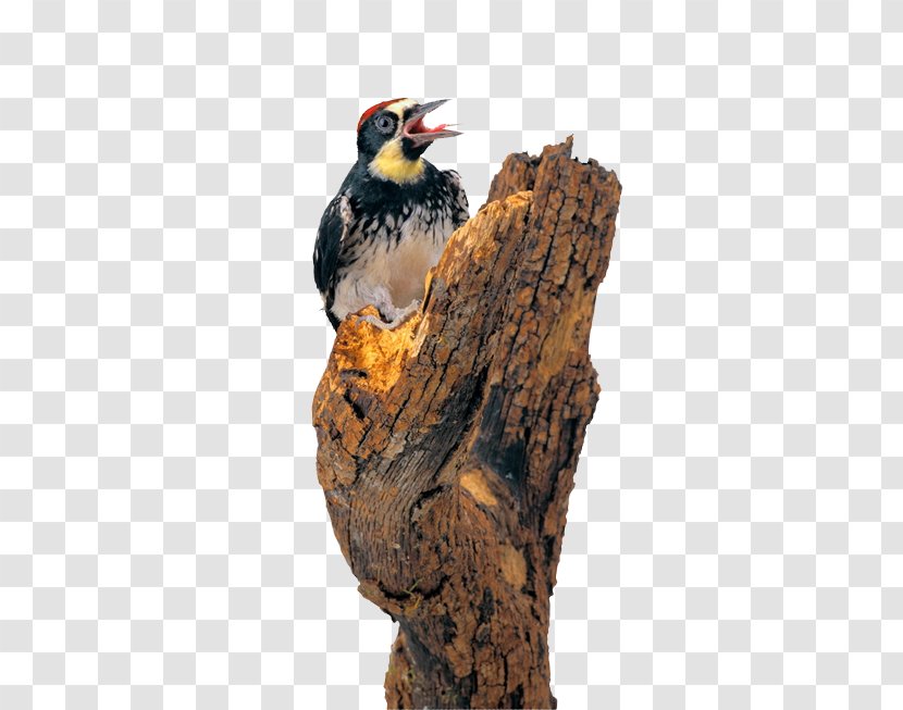 Woodpecker Bird Dendrocopos Piciformes - Beak - Creature Transparent PNG