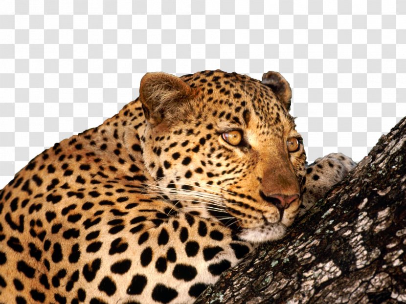 Leopard Big Cat Wallpaper - Carnivoran - The Seal Is On Trunk Transparent PNG