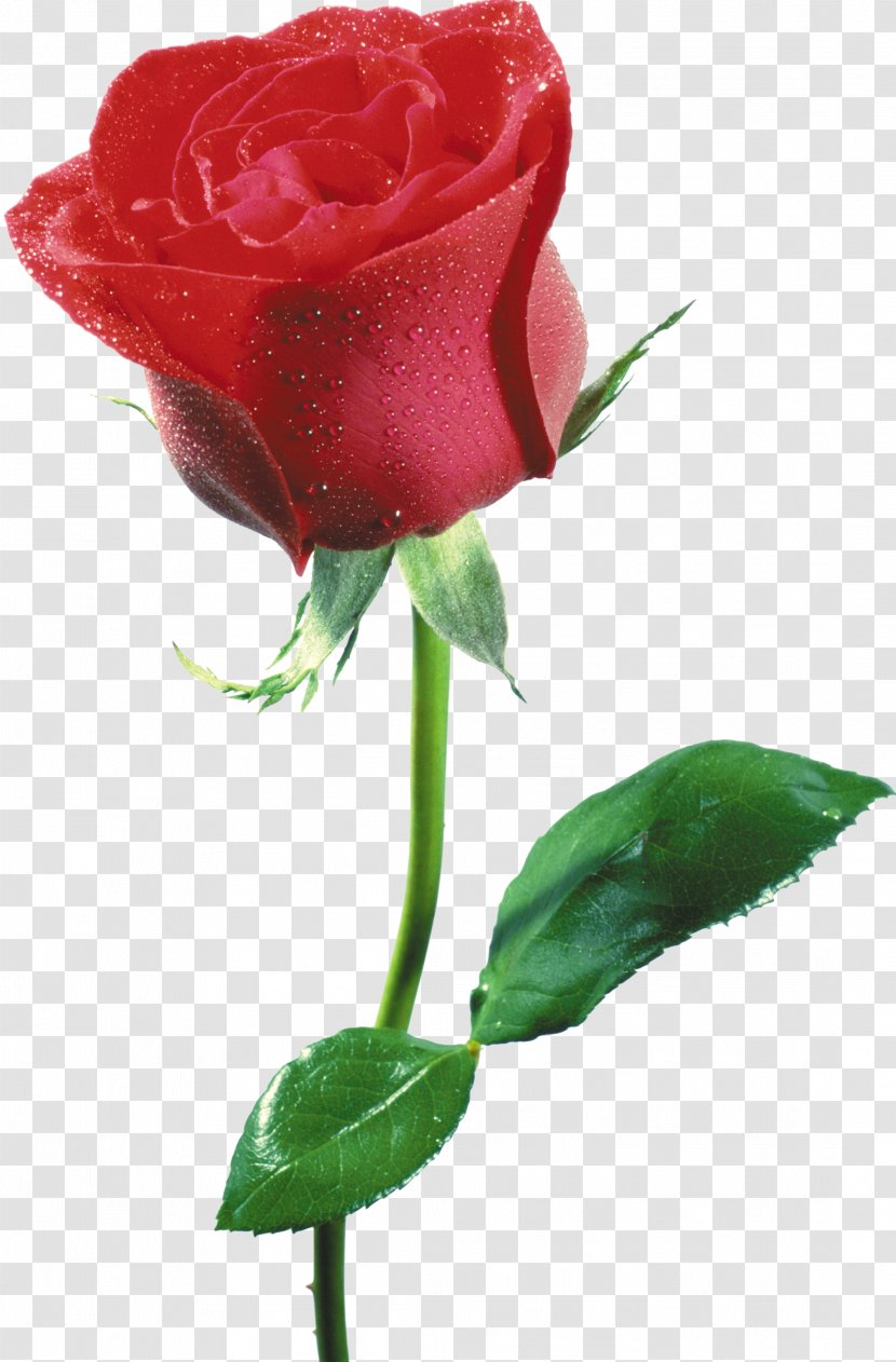 Flower Blue Rose Desktop Wallpaper - Red - Rosa Transparent PNG