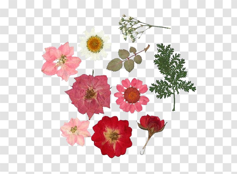 Pressed Flower Craft Collage Bouquet Greeting & Note Cards - Dried Flowers Transparent PNG
