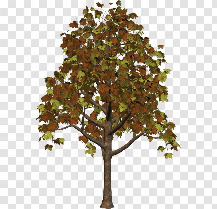 Branch Trunk Leaf Plane Trees - Large Fall Tree Clipart Transparent PNG