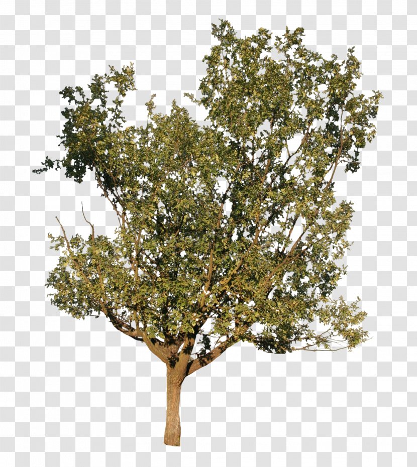 Twig Plane Trees Shrub Tree Family - Oak Transparent PNG