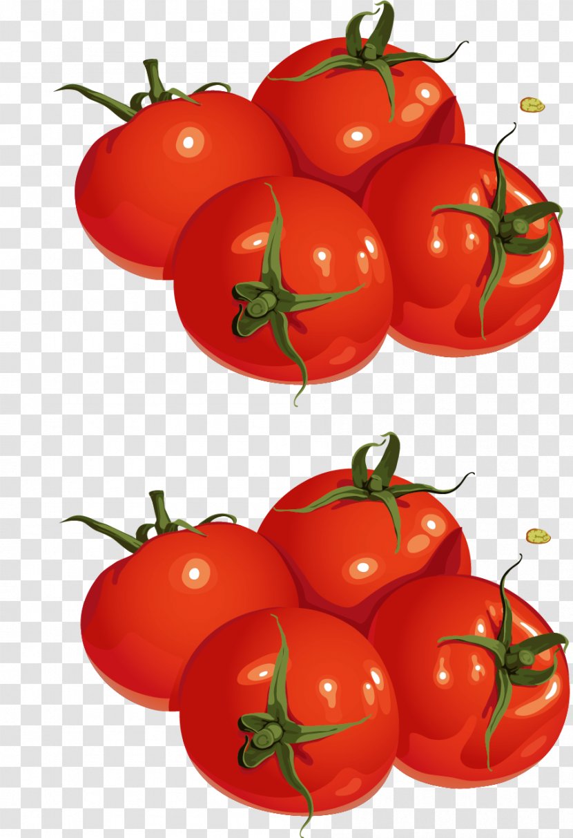 Plum Tomato Cherry Bush Drawing - Vecteur - Vector Transparent PNG