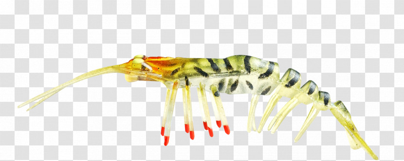 Insect Yellow Centipede Transparent PNG
