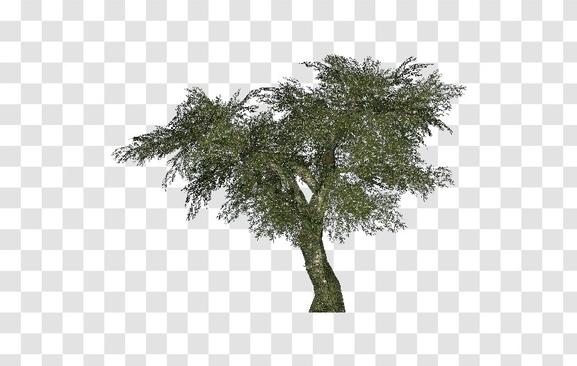 Arecaceae Tree Areca Palm Albizia Julibrissin Bamboo - Flower - Olives Transparent PNG