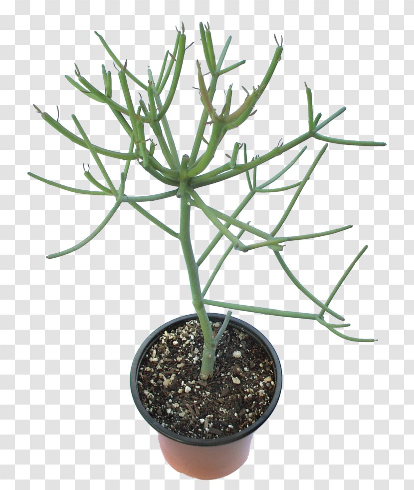 Euphorbia Tirucalli Succulent Plant Houseplant Tree - Milii Transparent PNG