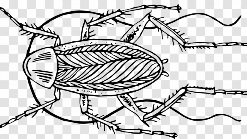 Insect The Cockroach Papers: A Compendium Of History And Lore Science Blattodea - Silhouette - Popular Transparent PNG