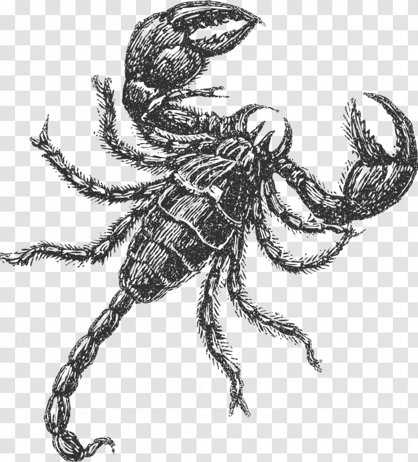 Scorpion Insect Drawing Decapoda Sketch - Cartoon Transparent PNG