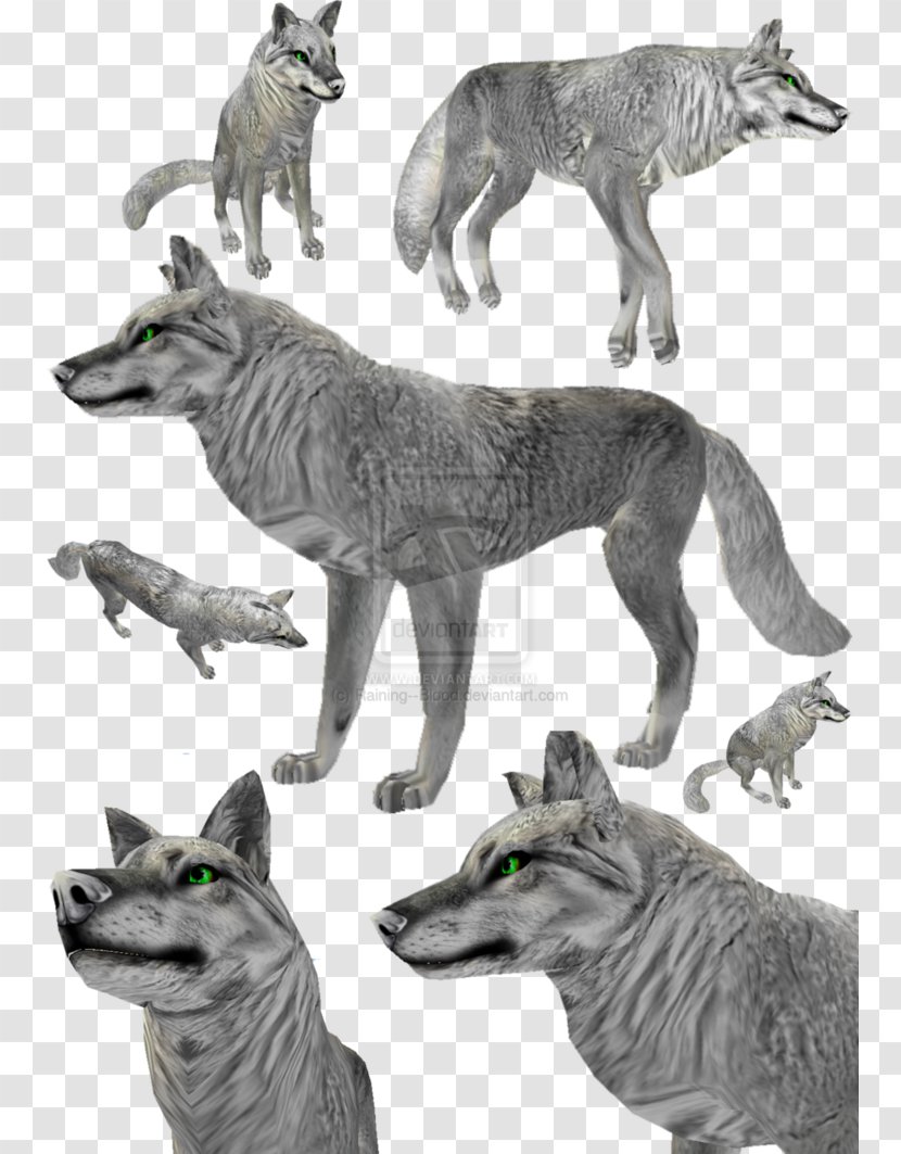 Dog Coyote Fur Gray Wolf - Deviantart Transparent PNG