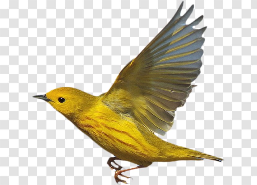 New World Warbler Bird Eurasian Golden Oriole American Yellow - Songbird Transparent PNG
