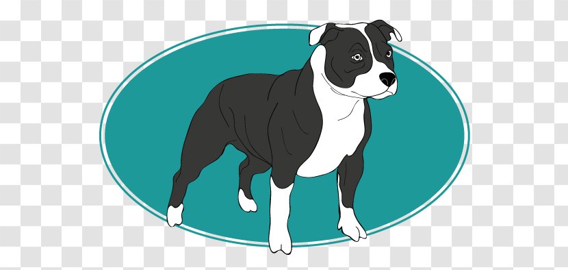Boston Terrier Puppy Staffordshire Bull American - English White Transparent PNG