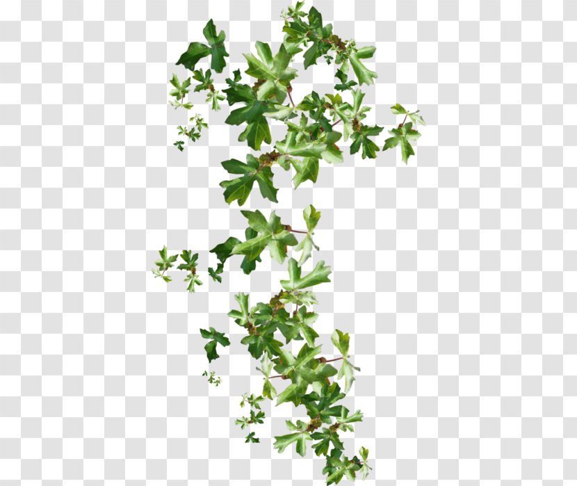 Ivy Branch Liana Clip Art - Flowering Plant - Shrub Transparent PNG