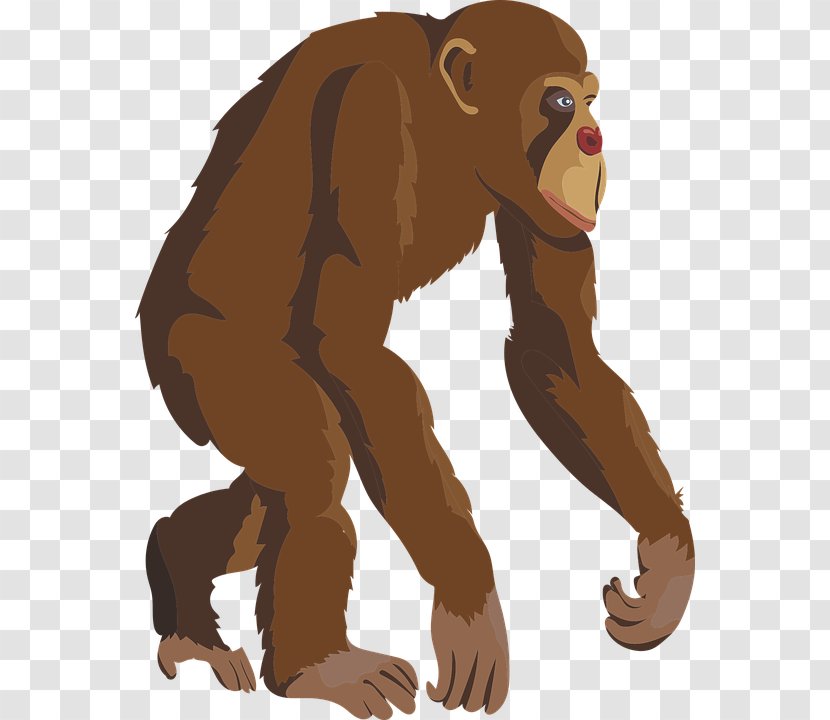 Chimpanzee Primate Ape T-shirt Monkey - Drawing Transparent PNG