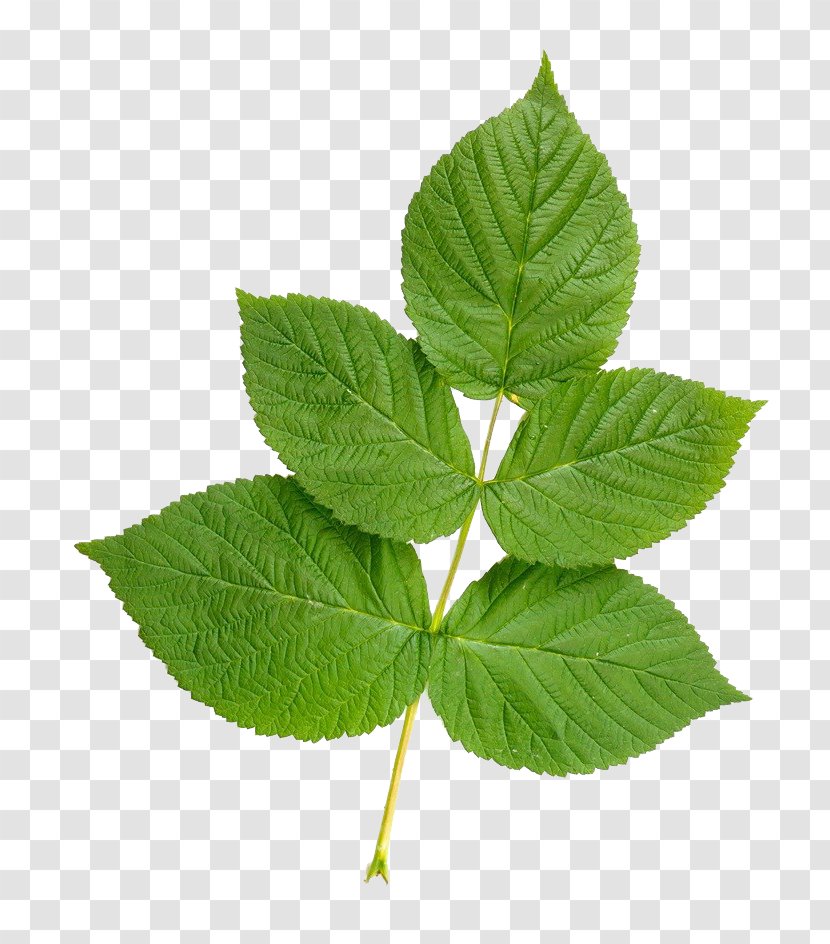Leaf Stock Photography - Raspberry - Leaves Transparent PNG