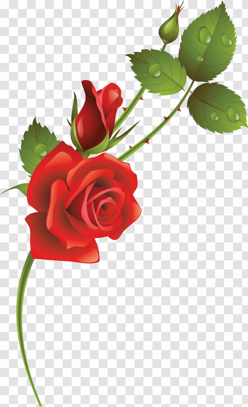 Garden Roses Cut Flowers Bud - Flora - Rose Transparent PNG