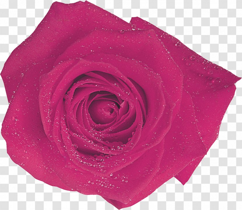 Centifolia Roses Garden Flower Magenta Pink - Rose Transparent PNG