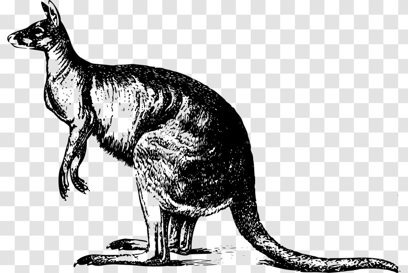 Red Kangaroo Australia Clip Art - Carnivoran Transparent PNG