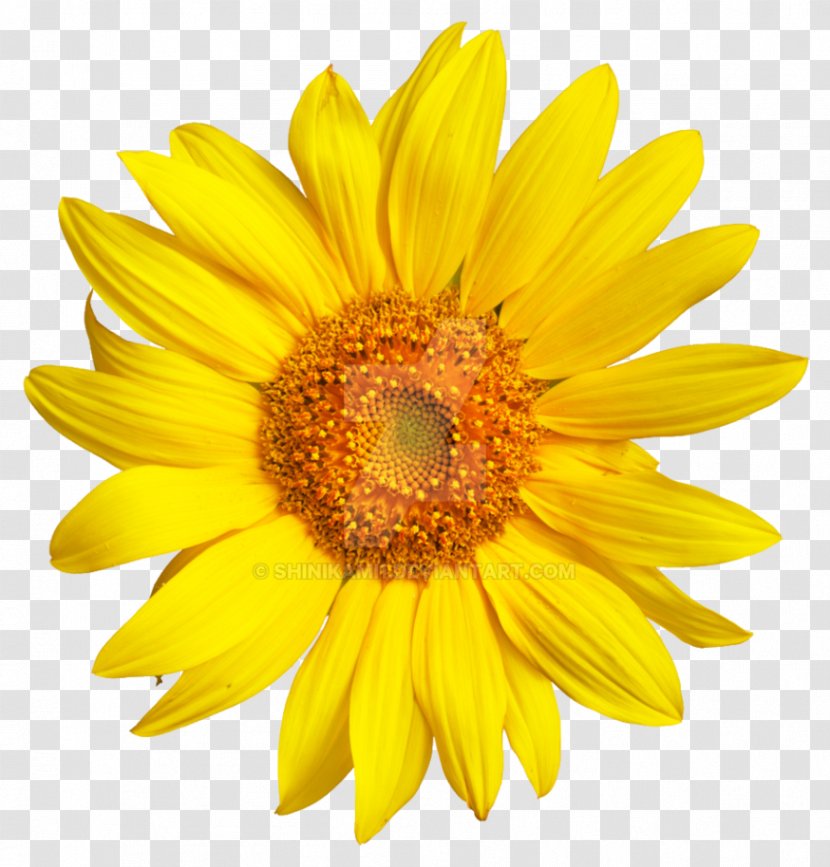 Image Sunflower 0 Transparency - Yellow Transparent PNG