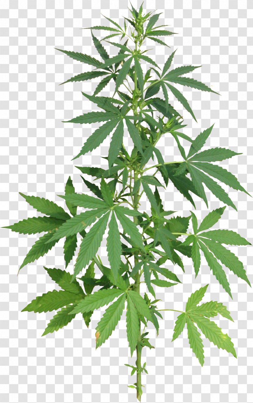 Medical Cannabis Hemp Drug - Legalization - Skunk Transparent PNG