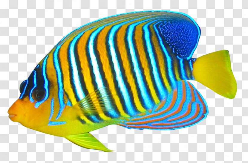 Blue Ring Angelfish Pomacanthidae Clip Art - Coral Reef Fish Transparent PNG