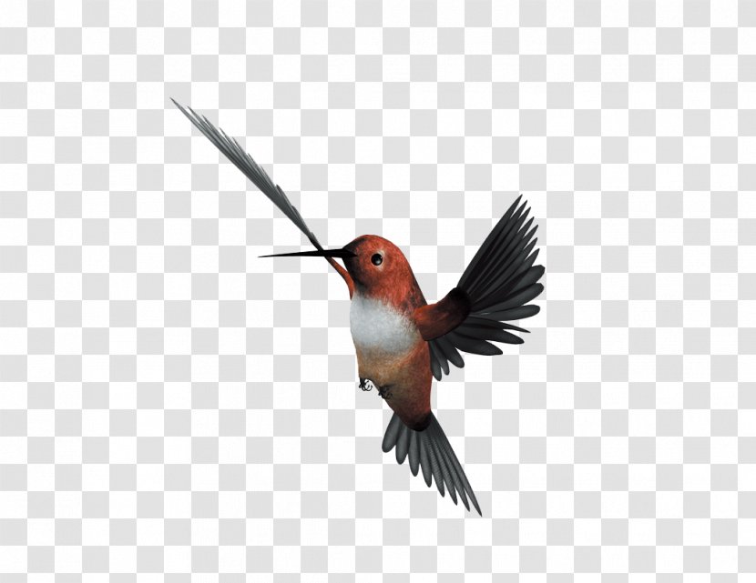 Hummingbird Flight Parrot - Red - Flying Bird Transparent PNG