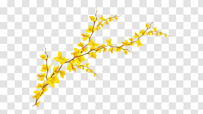 Forsythia - Flower - Plant Stem Transparent PNG