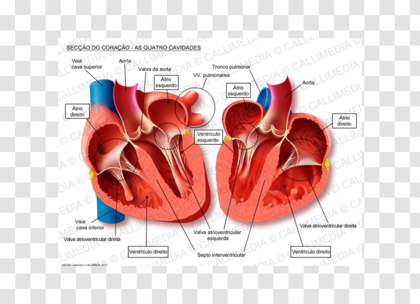 Human Heart Anatomy Blood Vessel Pulmonary Vein - Flower Transparent PNG