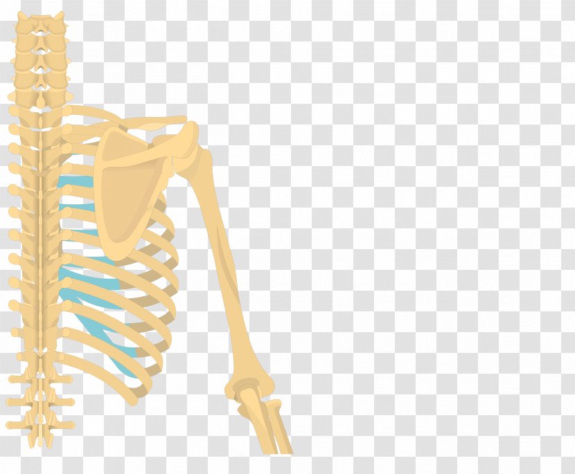 Latissimus Dorsi Muscle Teres Major Origin And Insertion Minor Anatomy - Bone - Humerus Transparent PNG