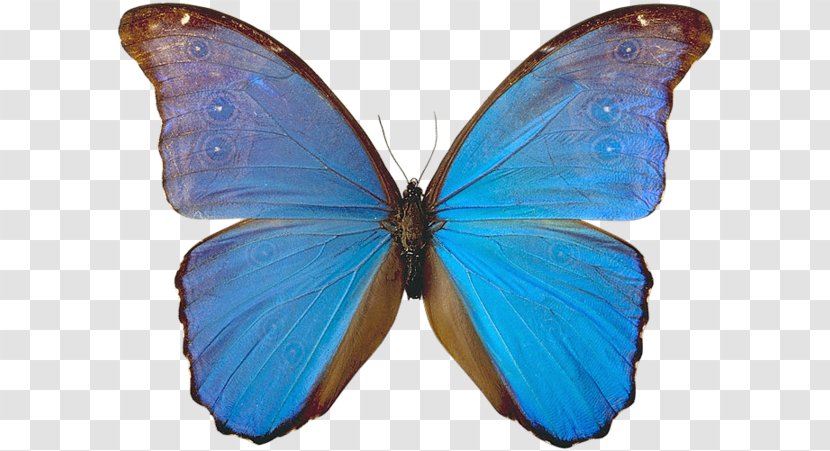 Monarch Butterfly Insect Gossamer-winged Butterflies Blue - Animal Transparent PNG
