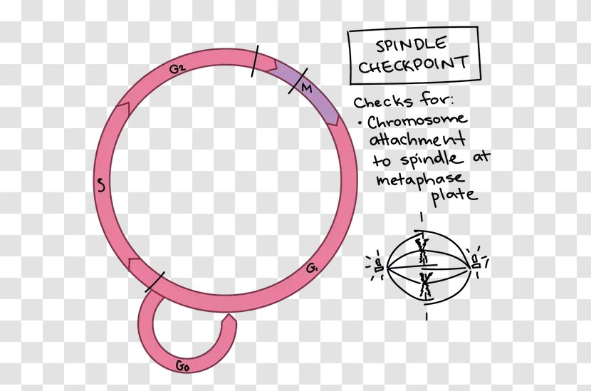 The Cell Cycle Checkpoint Eukaryotic - Area - Oncogene Transparent PNG