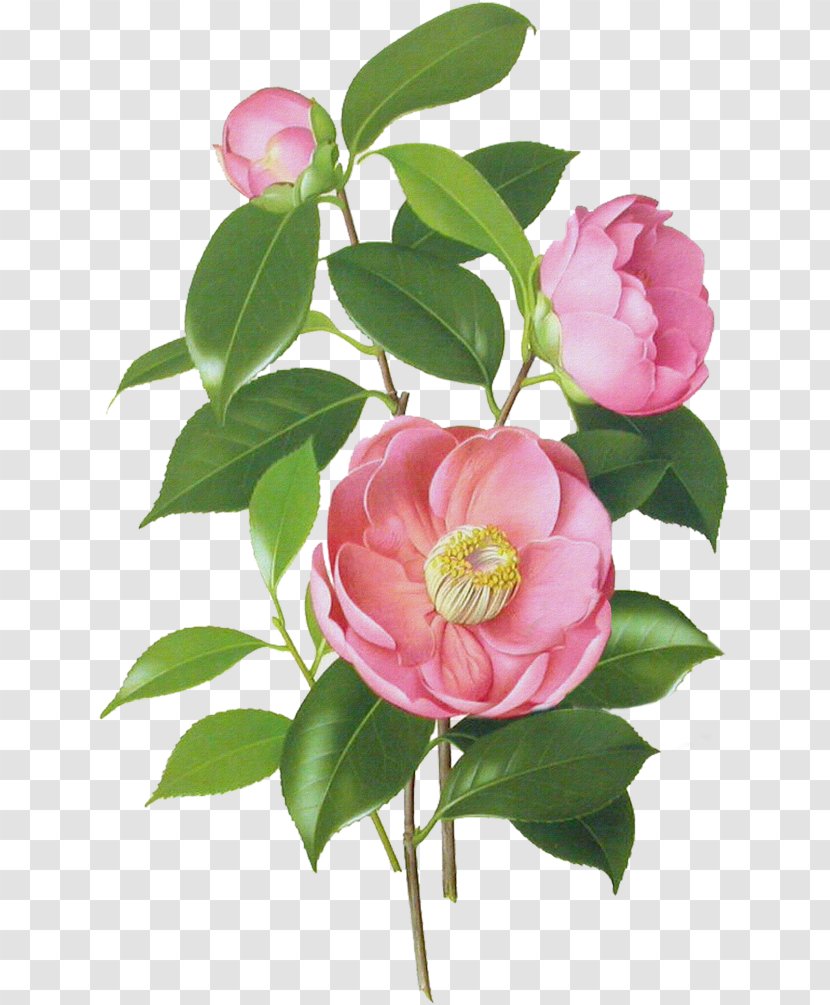 Japanese Camellia Botanical Illustration Botany Watercolor Painting - Art - Flower Transparent PNG