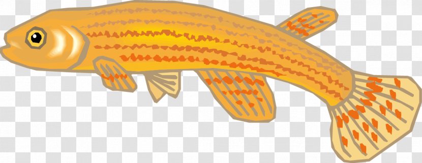 Fish Biology Drawing - Living World,fish Transparent PNG