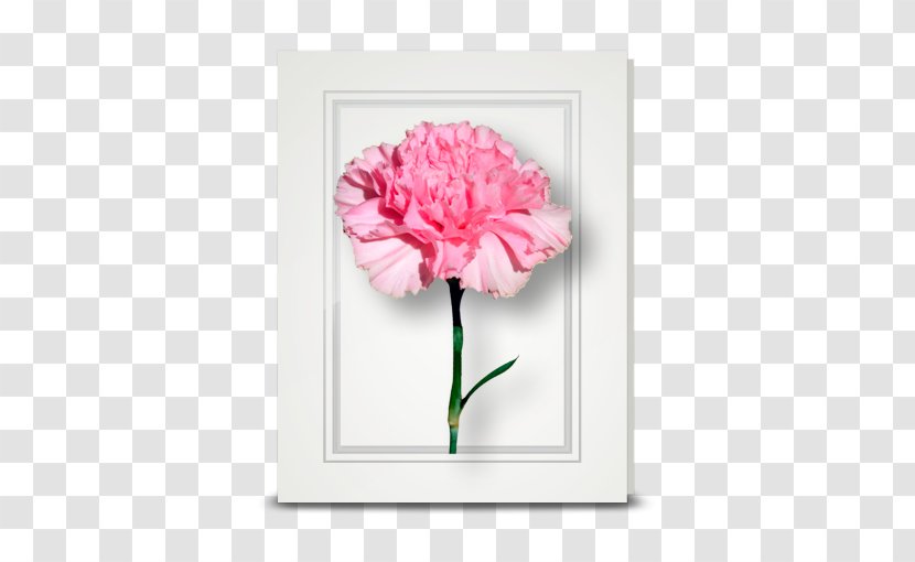 Flowering Plant Cut Flowers Floral Design Floristry - Rose Family - CARNATION Transparent PNG