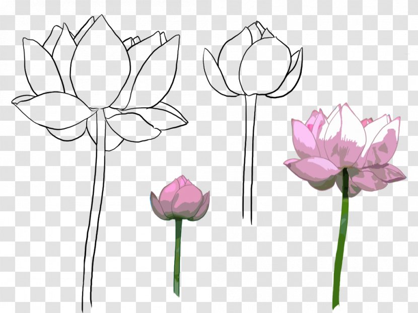 Color Line Illustration - Drawing - Hand-painted Lotus Transparent PNG