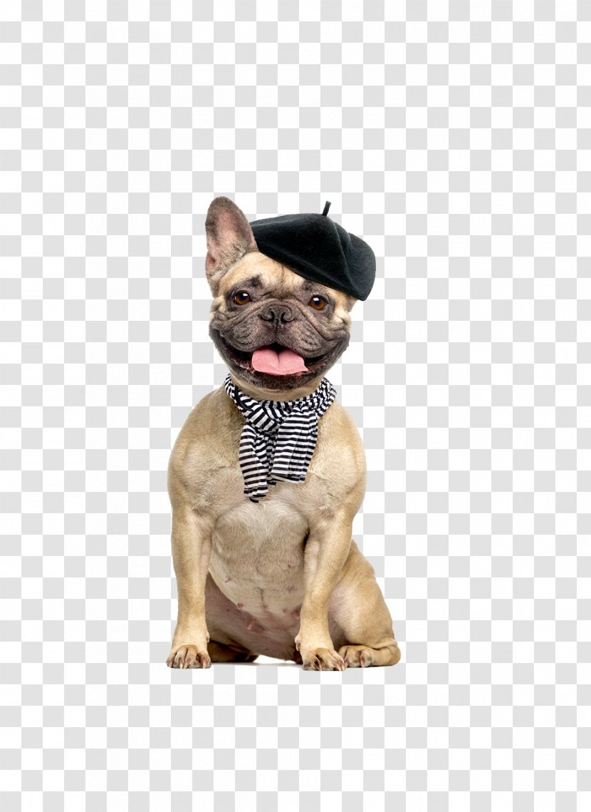 French Bulldog Boston Terrier Puppy Pug - FRENCH BULLDOG Transparent PNG