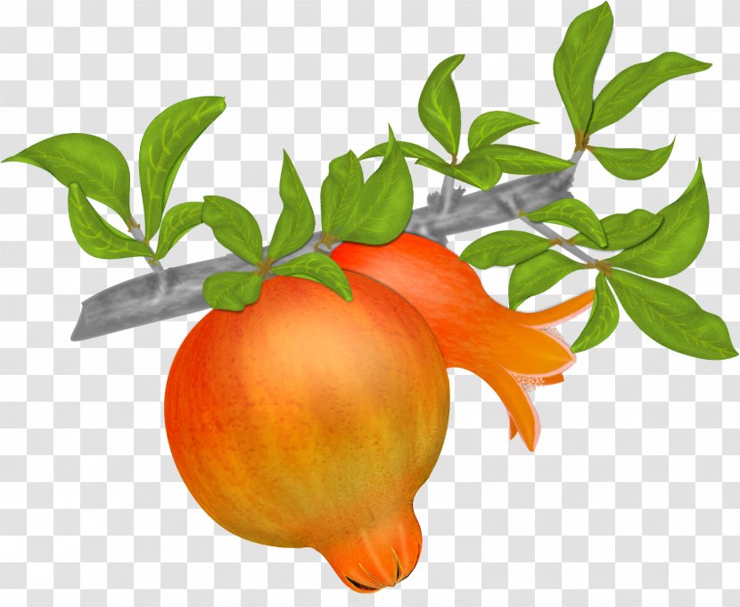 Mandarin Orange Pomegranate Tangerine Clementine - Apple Transparent PNG