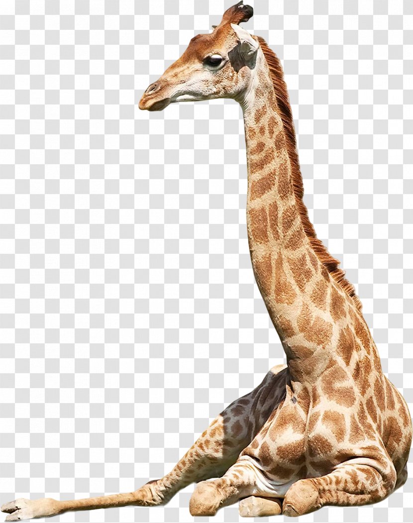 Northern Giraffe Panthera West African Stock Photography Transparent PNG