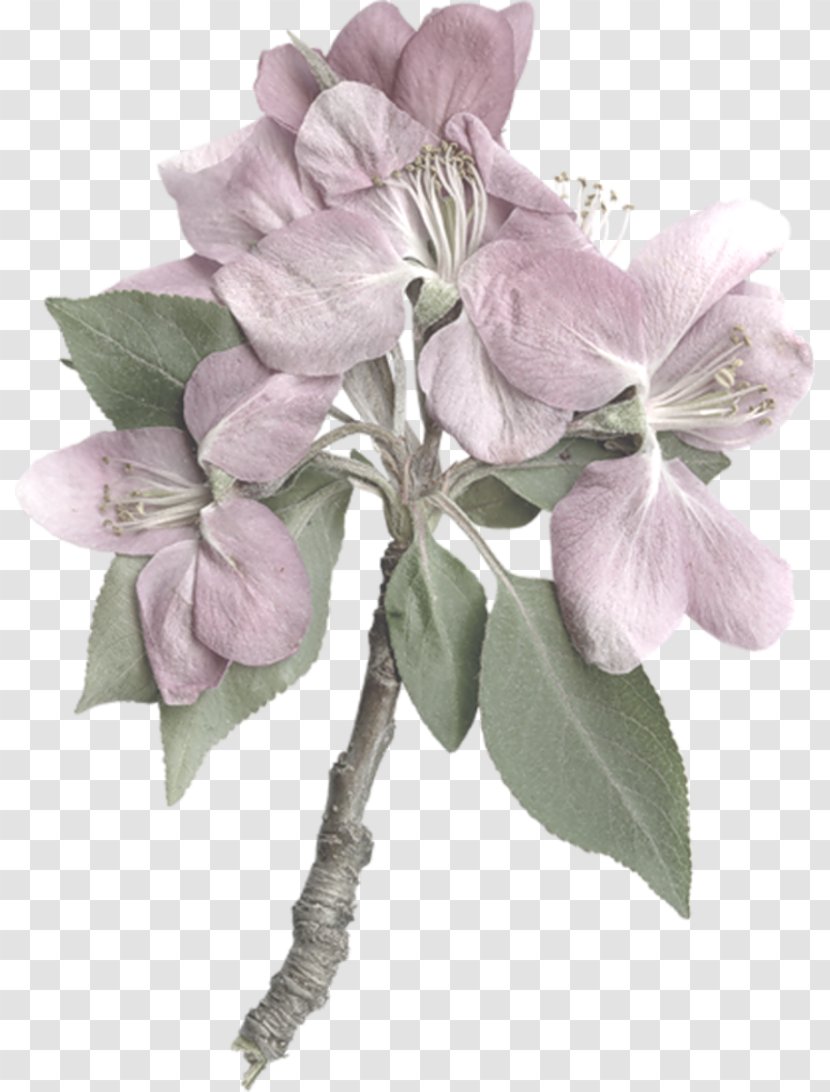 Cut Flowers Plant Stem - Herbaceous - Flower Transparent PNG