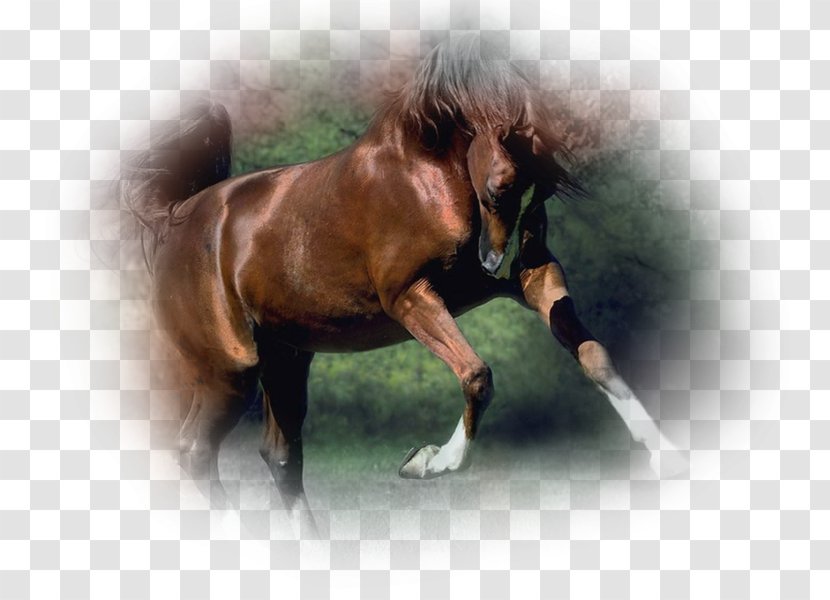 Mane Arabian Horse Appaloosa Mustang Morgan - Stallion Transparent PNG