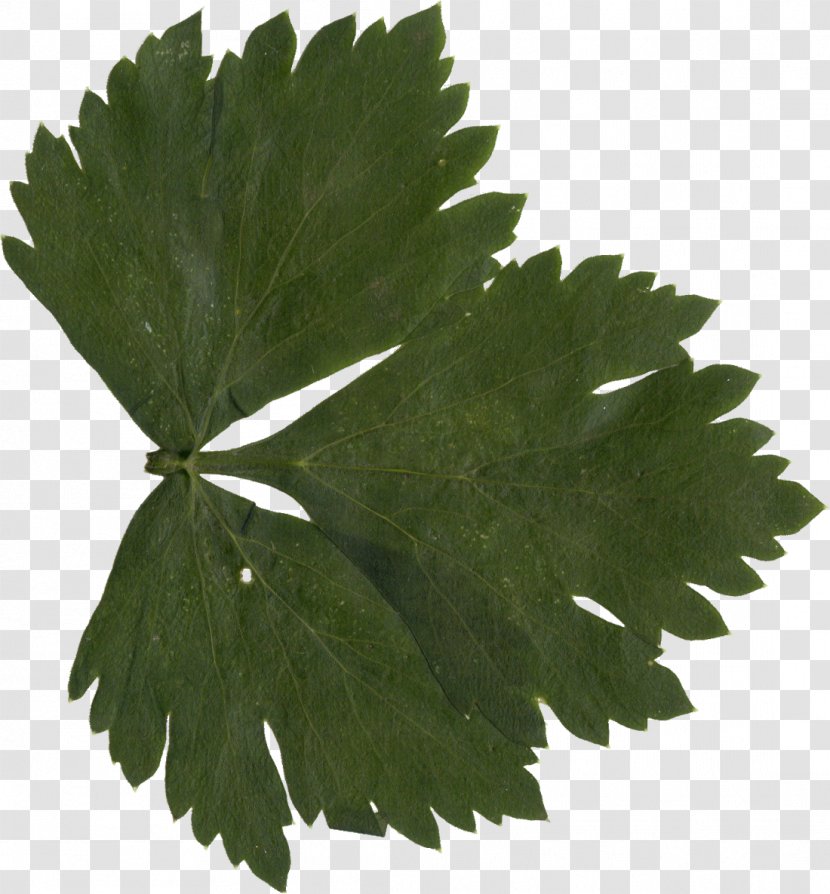 Leaf Grape Leaves Transparent PNG