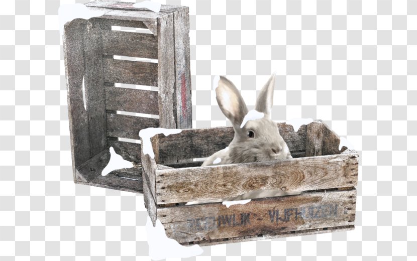 Domestic Rabbit European Leporids Blog - Fauna Transparent PNG