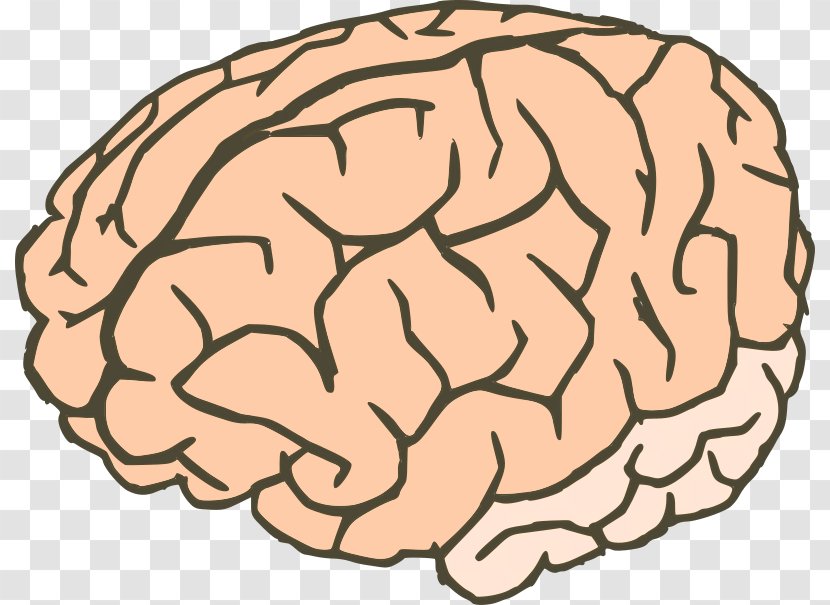 Brain Clip Art - Cartoon Transparent PNG