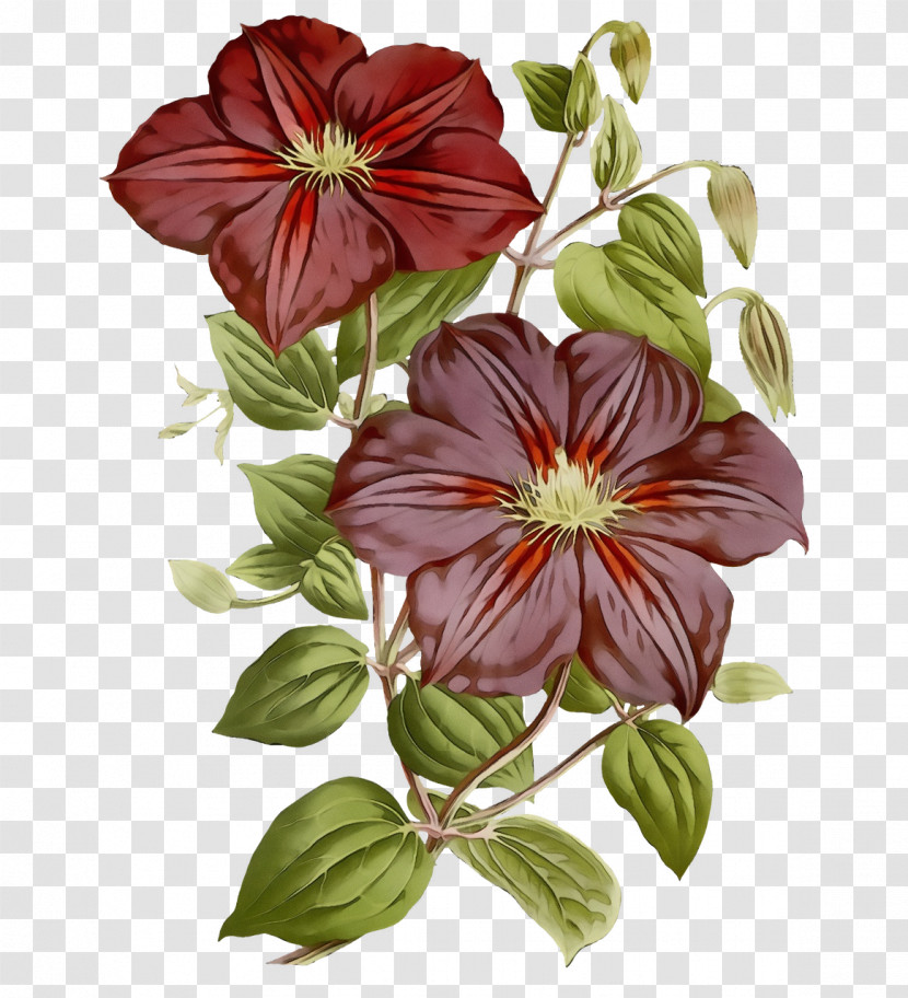 Flower Herbaceous Plant Leather Flower Plants Biology Transparent PNG