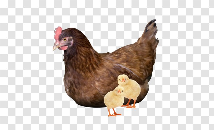 Rooster Chicken Kifaranga - Beak Transparent PNG
