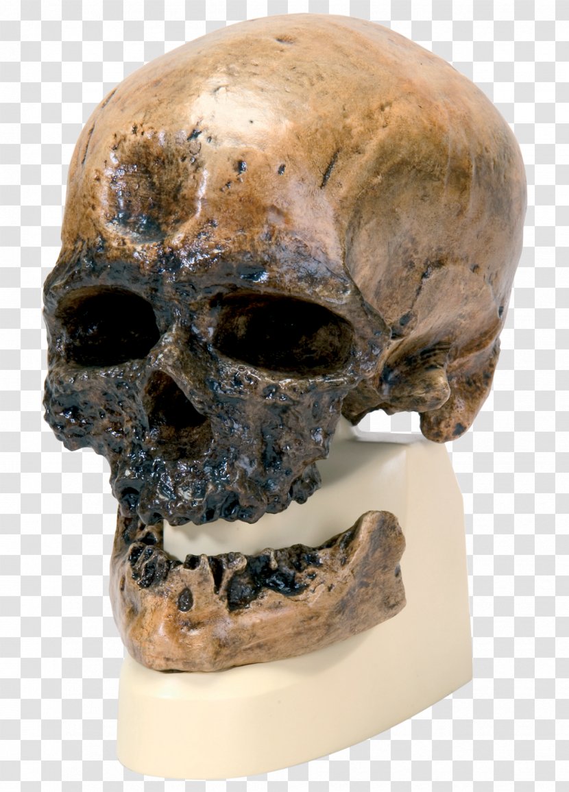 Cro-Magnon Rock Shelter Neandertal Homo Sapiens Peking Man Skull - Franz Weidenreich Transparent PNG