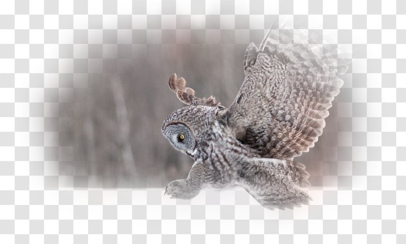 Great Horned Owl Bird Snowy Desktop Wallpaper - Display Resolution Transparent PNG