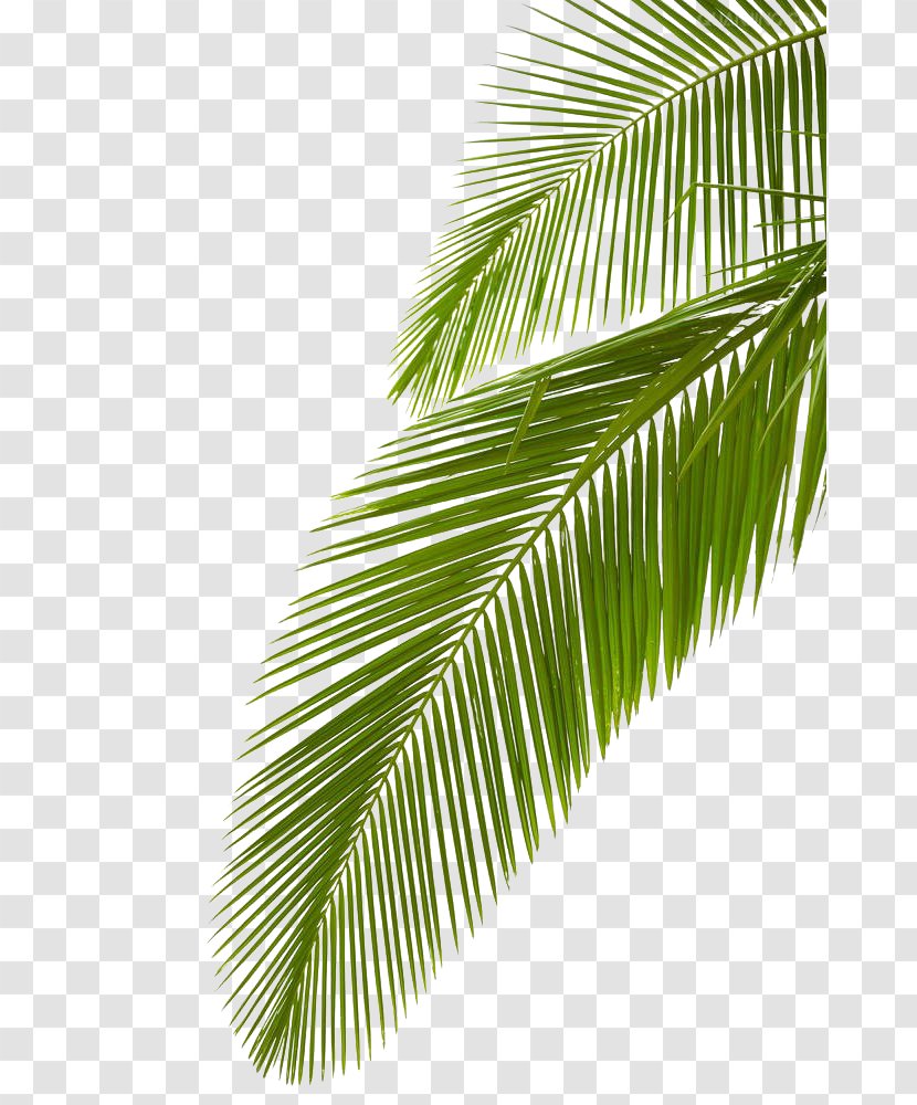 Arecaceae Leaf Stock Photography Palm Branch Royalty-free Transparent PNG