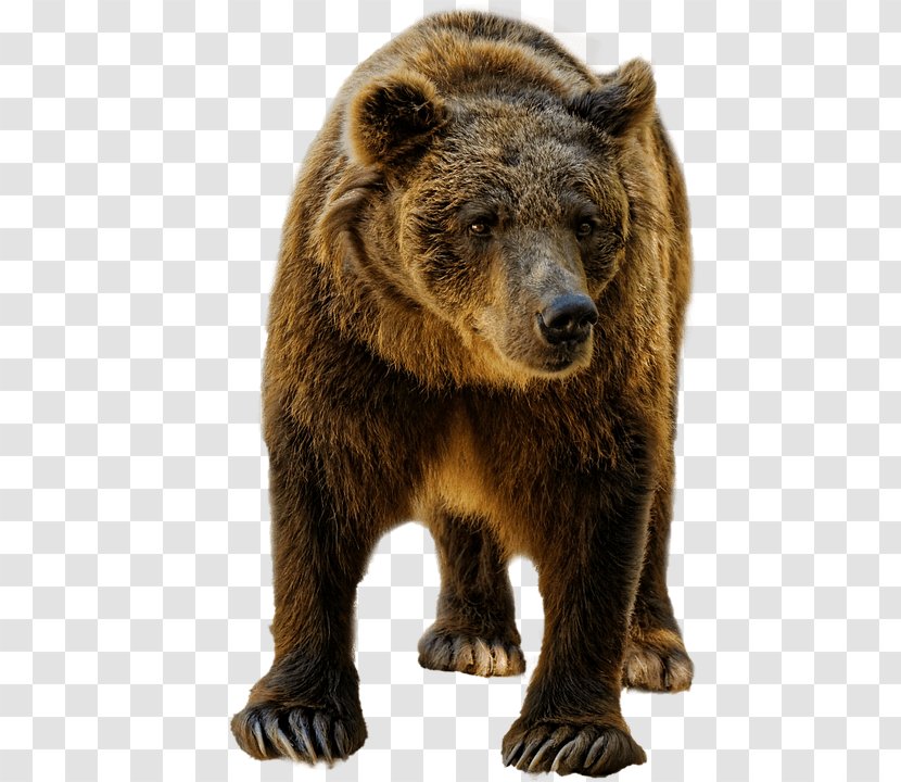 Grizzly Bear Brown Moose Ape - Wildlife - Into The Wild Transparent PNG