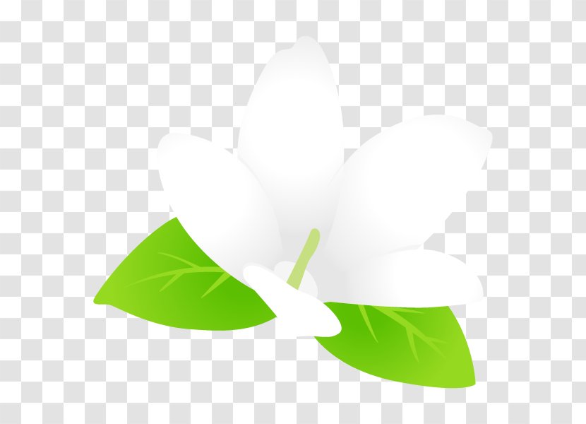 Leaf Graphics Product Design - Plant Transparent PNG
